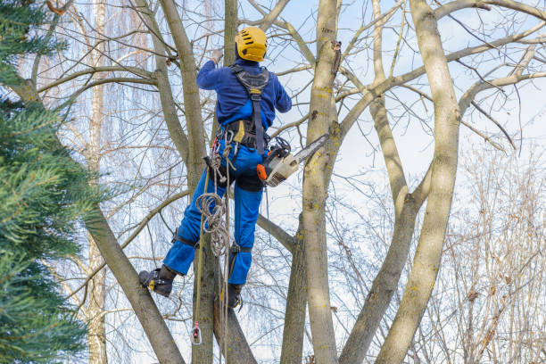 Best Palm Tree Trimming  in North Haledon, NJ